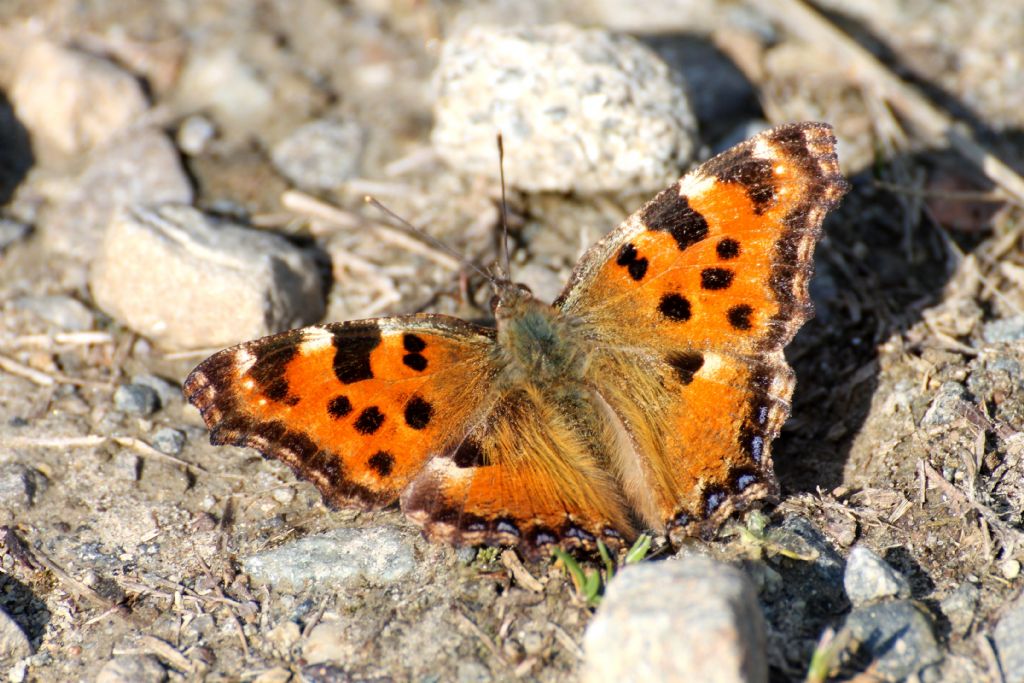 Nymphalis polychloros